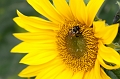 Flowers009