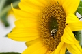 Flowers010