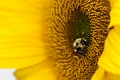 Flowers011