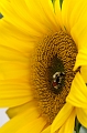Flowers012