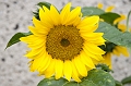 Flowers013
