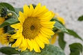 Flowers014
