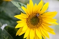 Flowers015