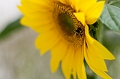 Flowers016