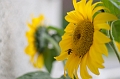 Flowers017