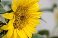 Flowers018