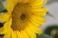 Flowers019
