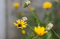 Flowers020