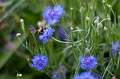 Flowers022