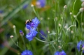 Flowers023