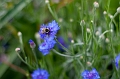 Flowers024