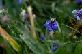 Flowers025