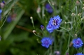 Flowers026