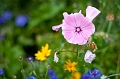 Flowers027