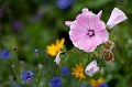 Flowers028