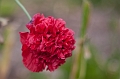 Flowers029