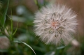 Flowers030