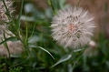 Flowers031