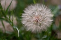 Flowers032
