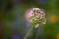 Flowers033