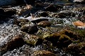 JohnsonLake005
