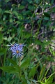JohnsonLake010