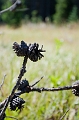 JohnsonLake011