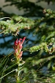 JohnsonLake013