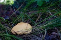 JohnsonLake015