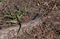 JohnsonLake018