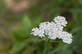 JohnsonLake039