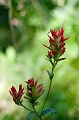 JohnsonLake040
