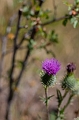 JohnsonLake042