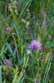 JohnsonLake051