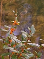 JohnsonLake_AP015