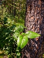 JohnsonLake_AP017
