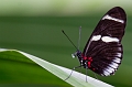 ZooConservatory003