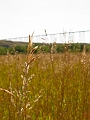 Lethbridge006