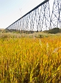 Lethbridge028