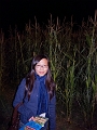 CornMaze002