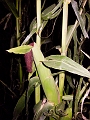 CornMaze005