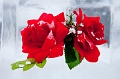 IceMagic071