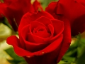 Valentines010