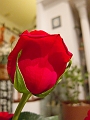 Valentines011
