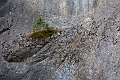 Canmore042