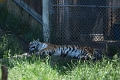EdmontonZoo007