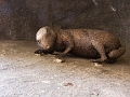 EdmontonZoo015