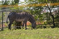 EdmontonZoo025