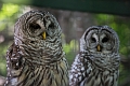 EdmontonZoo027