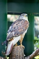 EdmontonZoo030